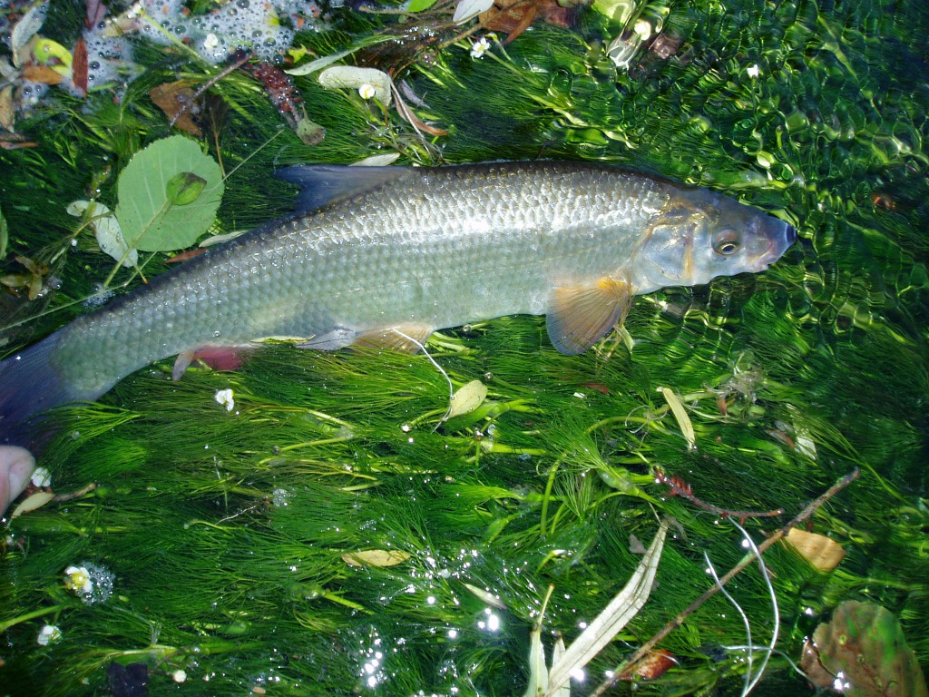 Nase auf flutendem Hahnenfuß, Krka.