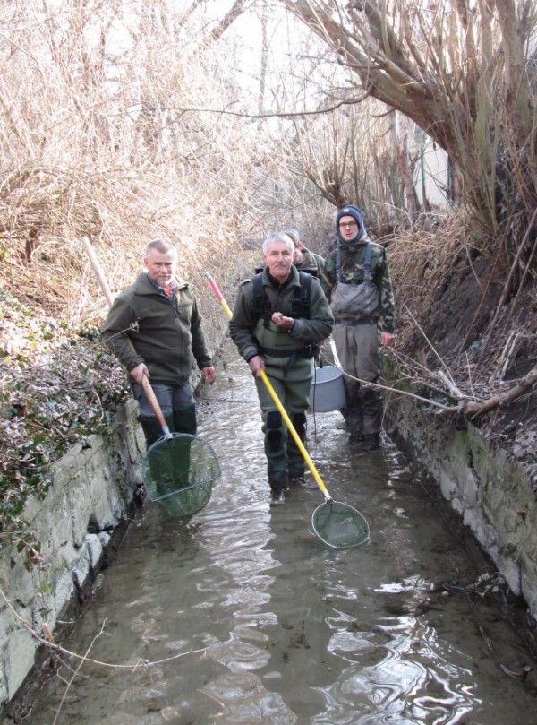 Fischrettungsaktion auf engstem Raum im Aubach. Foto: Schuster