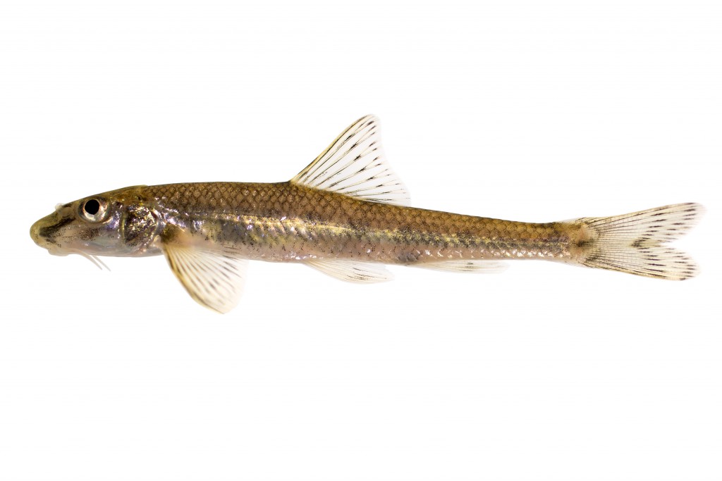 Die neue Fischart unterscheidet sich von Artverwandten durch eine grünliche Färbung der ausgewachsenen Tiere.