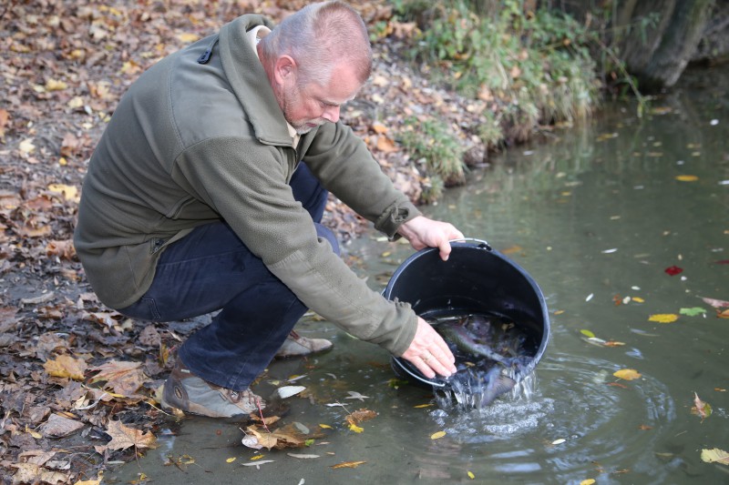 Die im Mühlgang geretteten Fische werden in ihrer neue Heimat ausgesetzt.