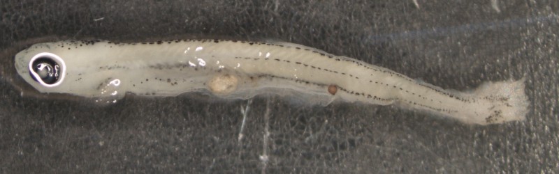 Diese Fischlarve (ca. zwölf Millimeter) aus der Donau hat Plastikpartikel im Darmtrakt. © R. Krusch