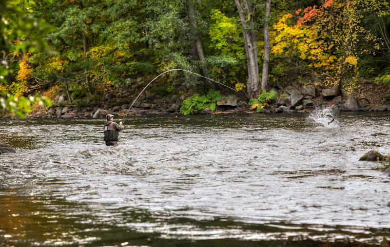 Spannender Meerforellendrill im Herbst in Pool 19, Adrenalin garantiert.