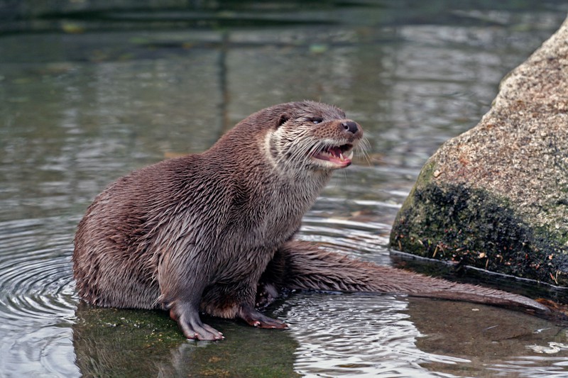 Endet Tierschutz an der Wasseroberfläche? Der Fischotter sorgt für Kontroversen zwischen Tierschützern und der Fischereiwirtschaft. ©SvenPaetzold