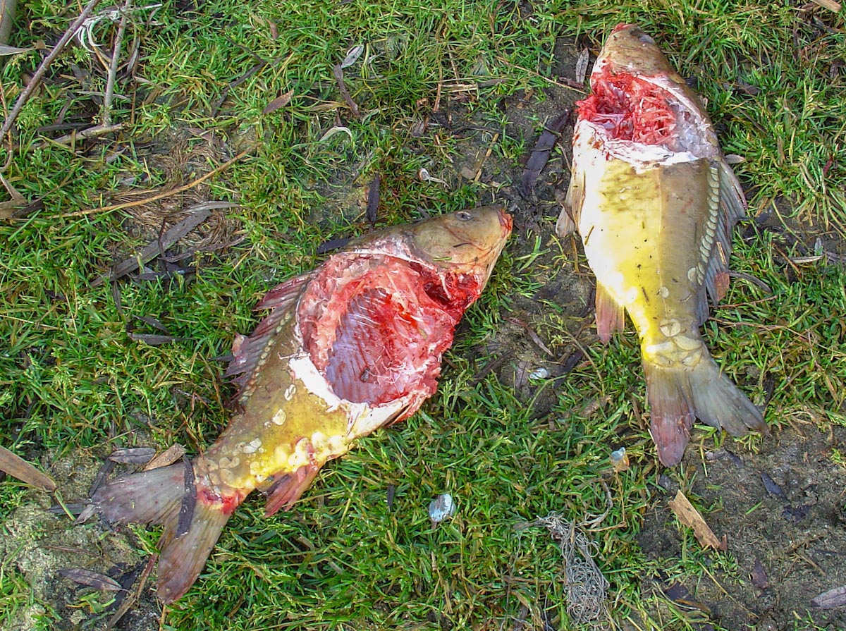 Eindeutig Fischotter. Selbst mehrere Kilogramm schwere Karpfen fallen den Fischottern zum Opfer. © LFV OÖ