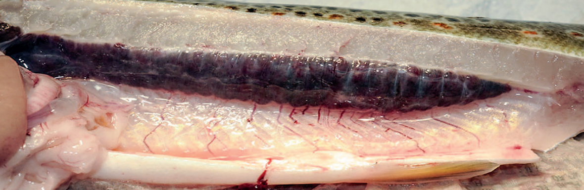 Nierenvergrößerung: Der Ausbruch von PKD äußert sich in einer stark vergrößerten Niere, die bei Fischen direkt unter der Wirbelsäule liegt
