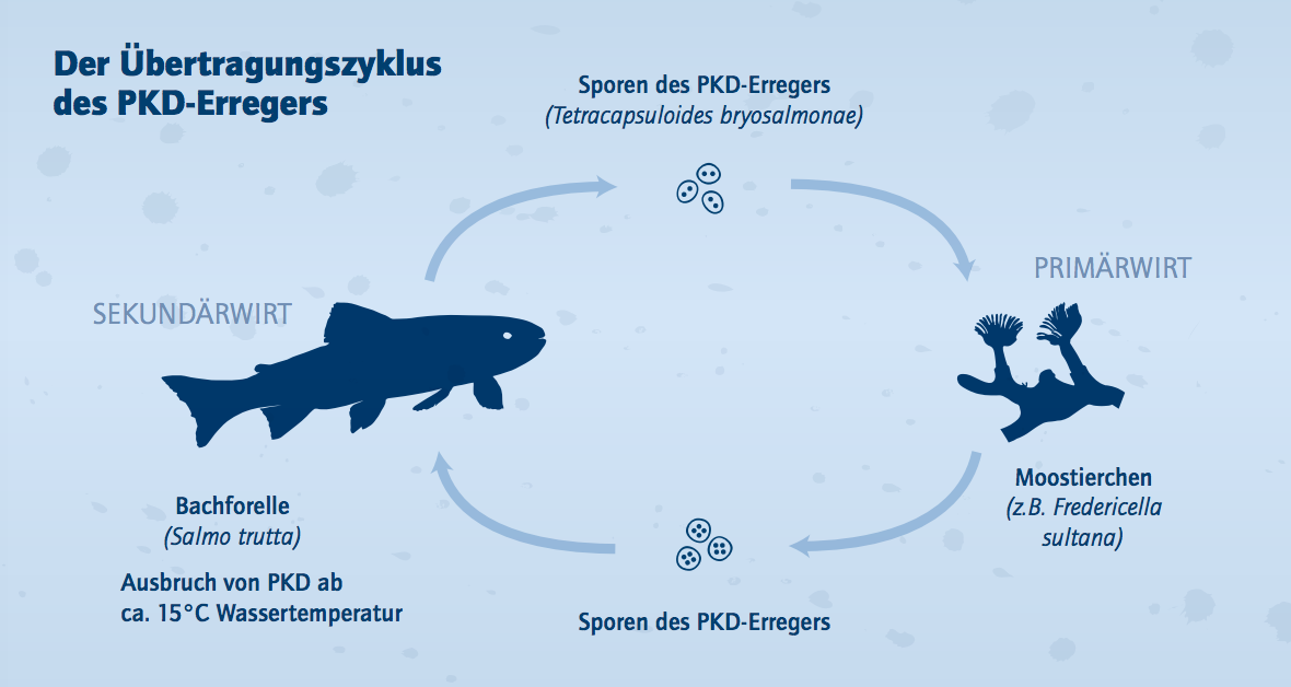Doppelwirtzyklus - PKD-Erreger benötigen für ihre Entwicklung zweierlei Wirte: zuerst Moostierchen und in weiterer Folge Fische. Grafik © Norbert Novak