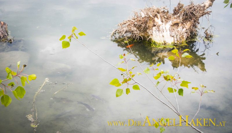 Ufersanierung am Baggersee: Eingebrachte Totoholz-Strukturen werden sofort von den Fischen angenommen. 