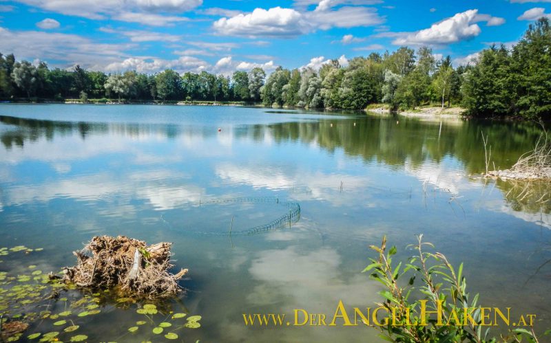 Ufersanierung am Baggersee: Die Wasserpflanzen breiten sich über den Sommer in der Flachwasserzone aus.