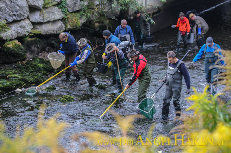 Fischrettungsaktion des AFV im Mühlgang in Graz.