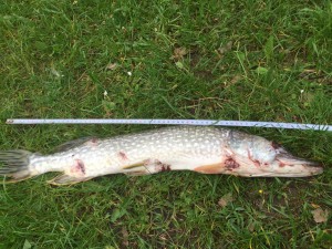 Multiple Risse an Flanke und Bauch mit einem Abstand von 10 bis 15 Zentimetern. Könnte dieser Hecht von einem Otter angegriffen wurden sein?