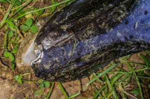 Selbst von den massiven Knochenplatten im Oberkiefer des Hechtes wurde ein Stück herausgerissen.