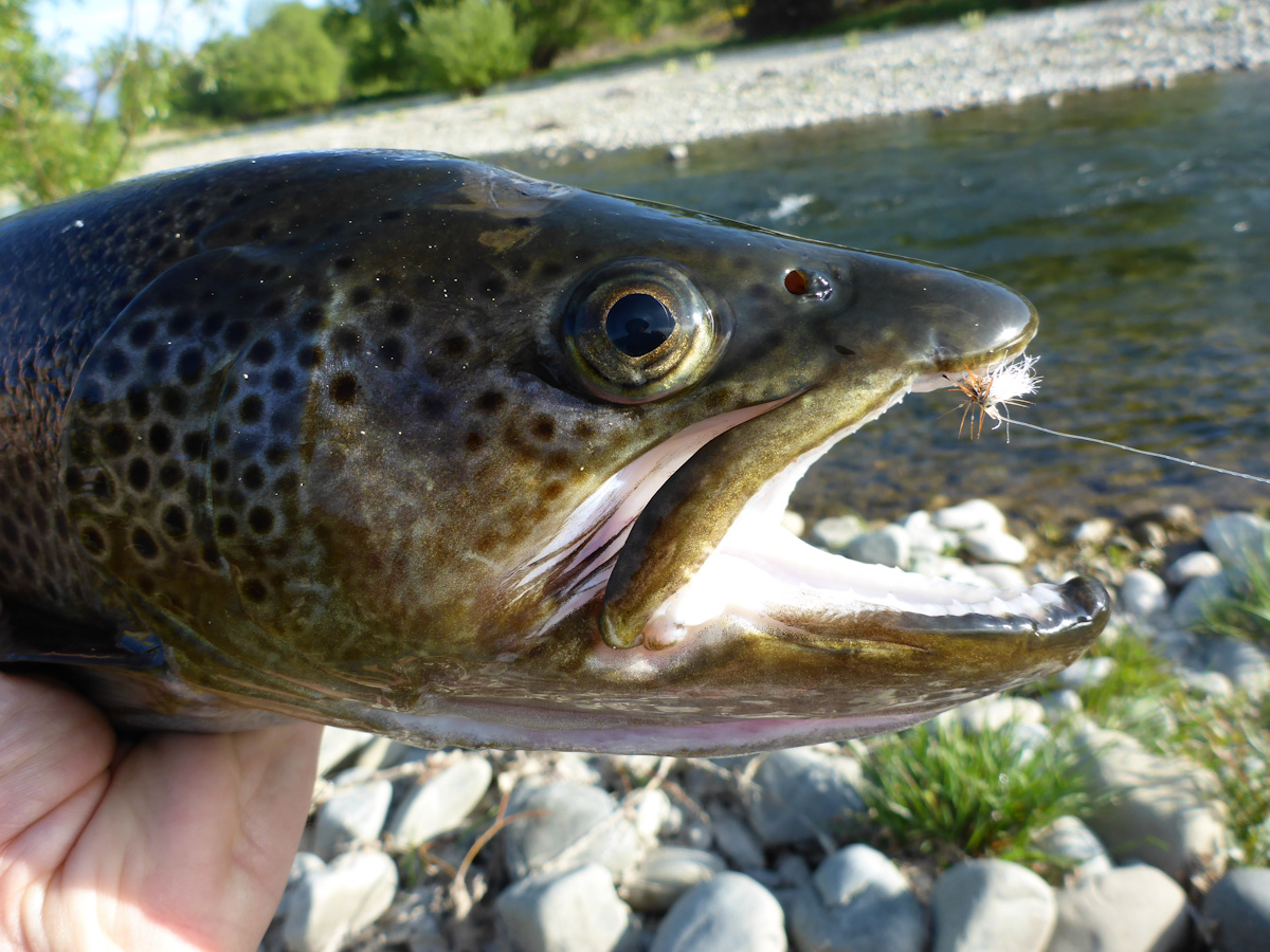 Stämmiger Körper, großes Maul und ein Buckel, die Brown Trouts strotzen nur vor Kraft.