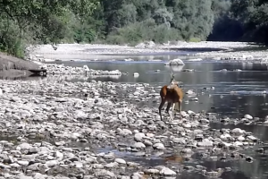 VIDEO: Dramatischer Rehbock-Kampf beim Fliegenfischen.