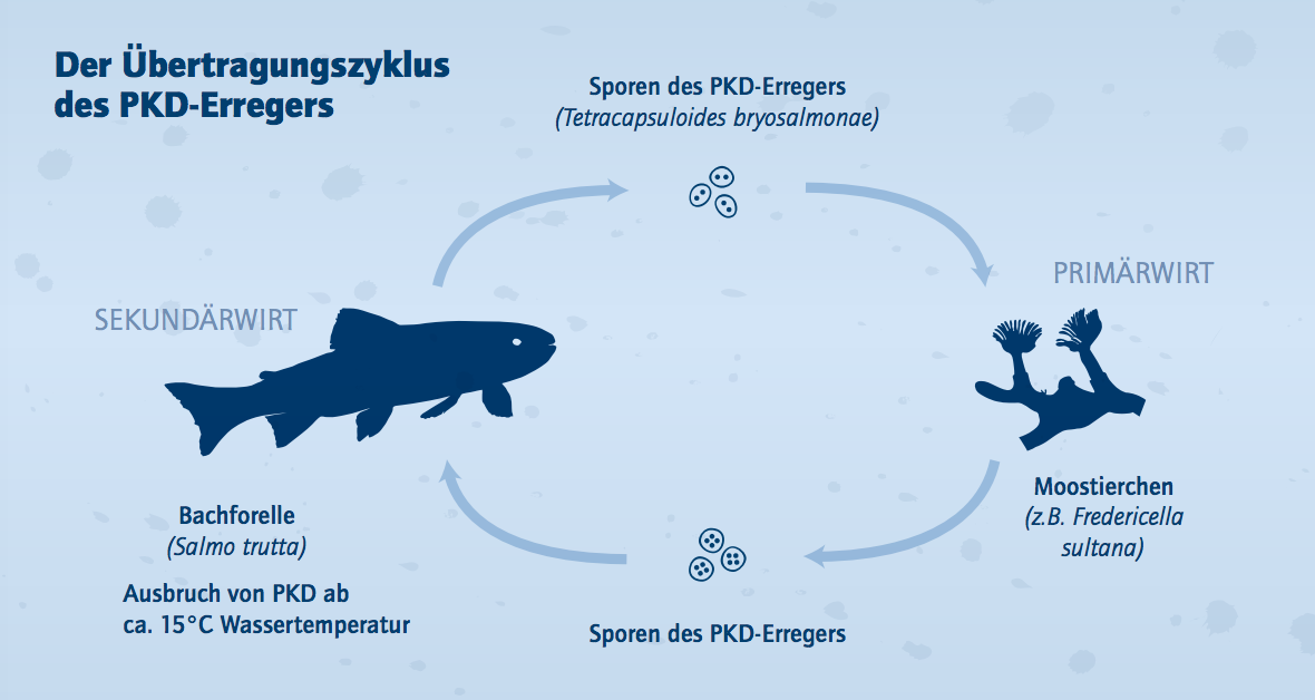 Der Übertragungszyklus des PKD-Erregers. Grafik @ Norbert Novak