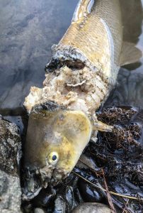 Fischotter: Fraßspuren an einer Barbe