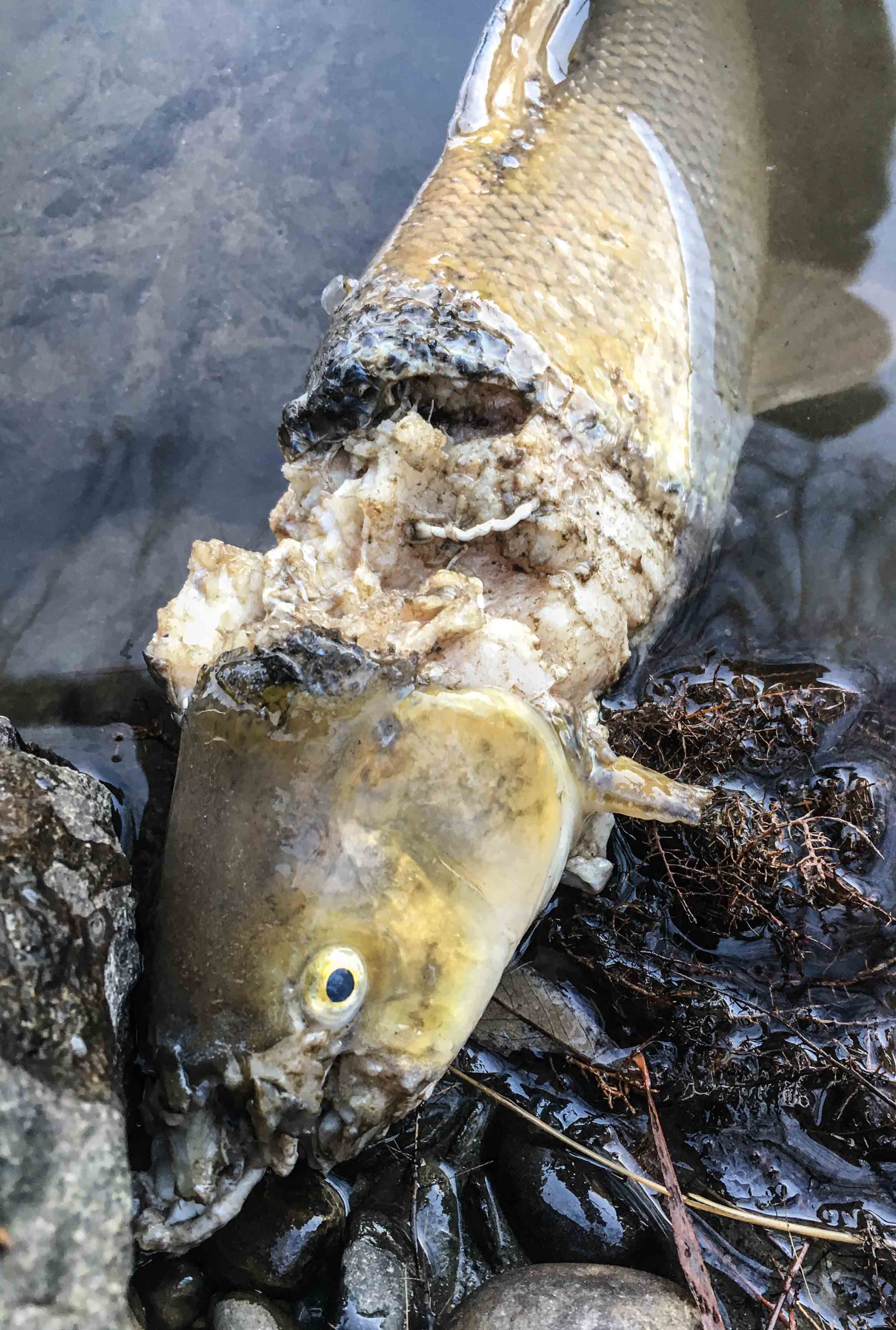 Fischotter: Fraßspuren an einer Barbe