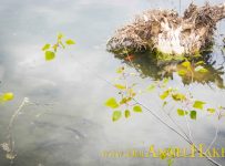 Ufersanierung am Baggersee: Eingebrachte Totoholz-Strukturen werden sofort von den Fischen angenommen.