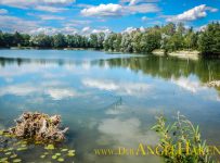 Ufersanierung am Baggersee: Die Wasserpflanzen breiten sich über den Sommer in der Flachwasserzone aus.