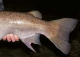 Fischotter versus Huchen: Charakteristische Verletzung eines Mur-Huchens mit 1,15 m Länge.